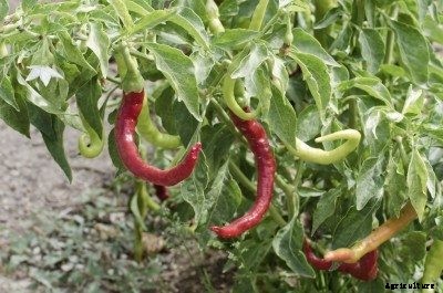 Paprika Pepper Info: Can You Grow Paprika Peppers In The Garden