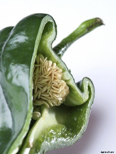 Harvesting Pepper Seeds: Information About Saving Seeds From Peppers