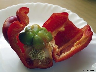 Little Pepper Inside Pepper – Reasons For Pepper Growing In A Pepper