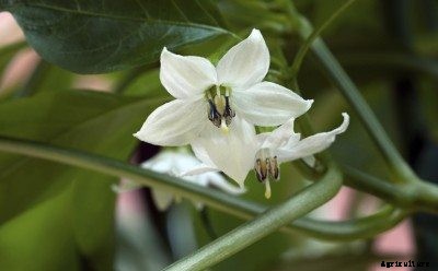 Hand Pollinating Peppers: How To Hand Pollinate Pepper Plants