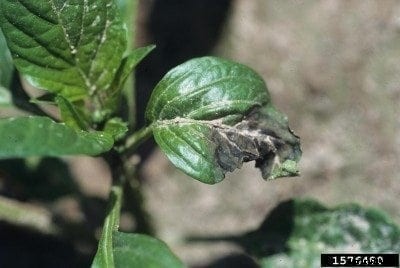 Black Pepper Leaves Fall Off: What Causes Blackened Leaves On Pepper Plants