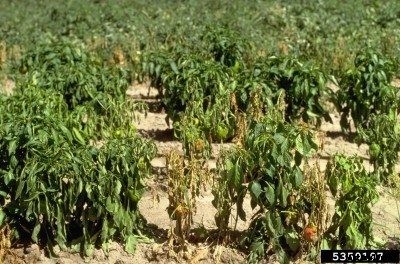 Pepper Plant Blight: Information For Controlling Phytophthora On Peppers