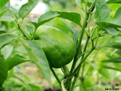 Curling Leaves On Peppers: What To Do For Pepper Plants With Leaf Curl