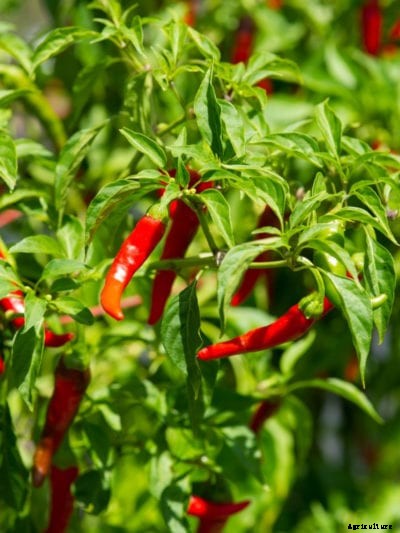 Cayenne Pepper In The Garden – Tips For Growing Cayenne Peppers