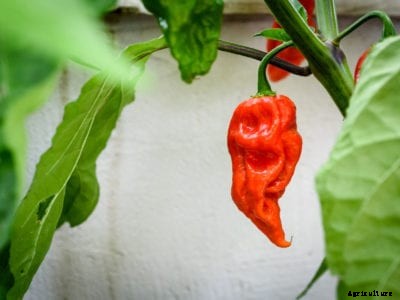 Care Of Ghost Chili Peppers: How To Grow Ghost Pepper Plants