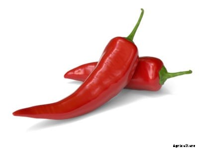 Chili Peppers Not Hot – How To Get Hot Chili Peppers