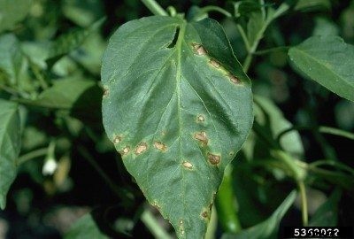 Peppery Leaf Spot: How To Treat Bacterial Leaf Spot On Peppers