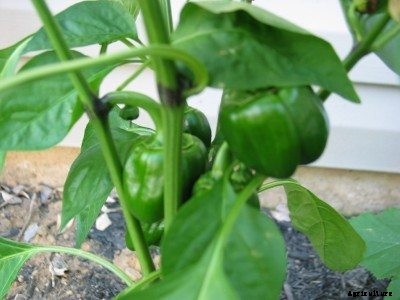 Discolored Pepper Stems: What Causes Black Joints On Pepper Plants