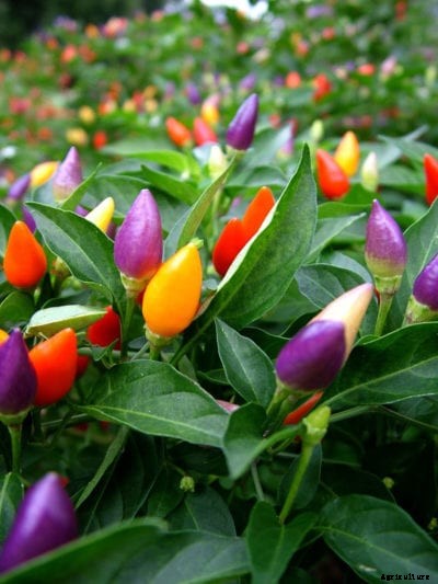 Ornamental Pepper Care: How To Grow Ornamental Pepper Plants
