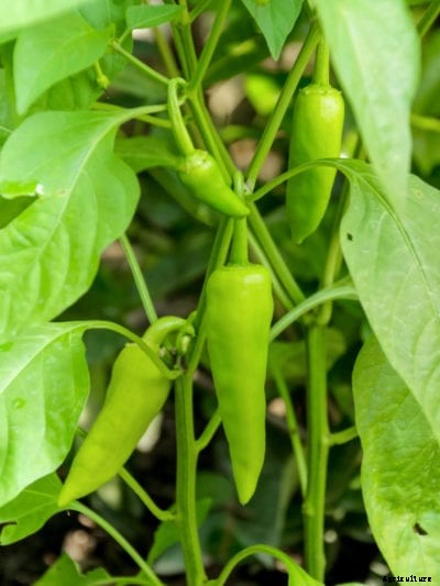 Caring For Banana Pepper Plants: Tips On How To Grow A Banana Pepper