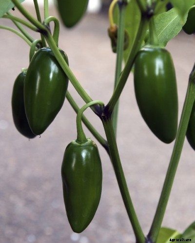 Jalapeno Plant Care – How To Grow Jalapeno Peppers