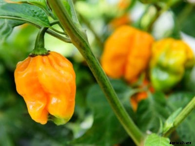 Habanero Plant – How To Grow Habanero Pepper