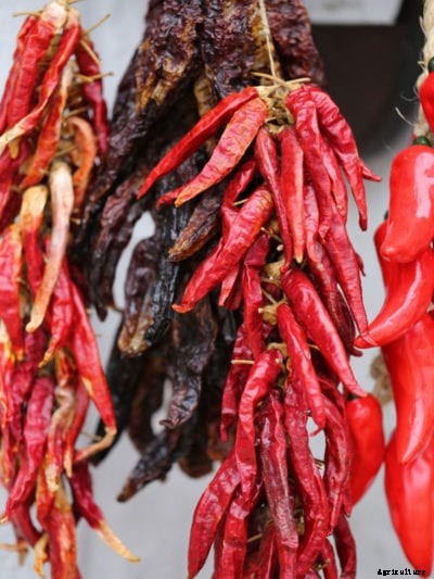 Storing Chili Peppers – How To Dry Hot Peppers