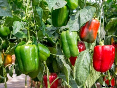 Tips To Stop Sunscald On Pepper Plants