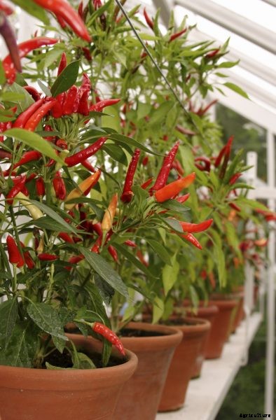Growing Peppers In Planters: How To Grow Pepper Plants In A Container