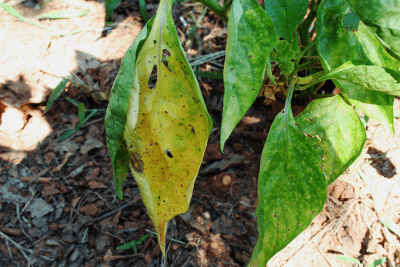 Causes Of Yellow Leaves On A Pepper Plant
