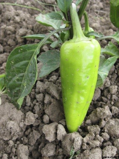 What Causes Peppers To Fall Off The Plant