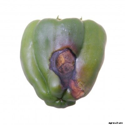 Bottom Of Pepper Is Rotting: Fixing Blossom End Rot On Peppers