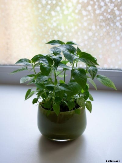 Keeping Peppers Over The Winter: How To Winter Peppers