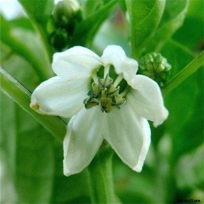 Pepper Blossoms Falling Off The Plant