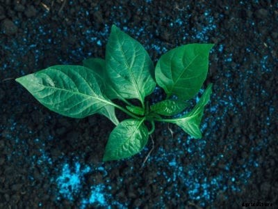 Pepper Fertilizer: How And When To Fertilize Peppers