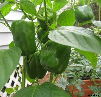 How To Stake Pepper Plants