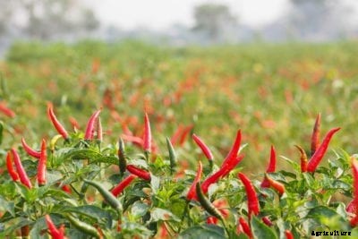 Chili Pepper Care: Growing Chili Pepper Plants In The Garden