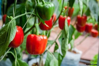 Bell Pepper Info And Planting – How To Start Growing Peppers