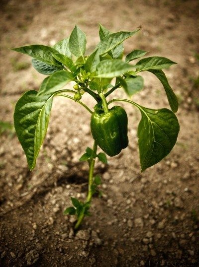 Common Pepper Plant Problems – Pepper Plant Diseases And Pests