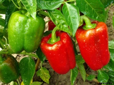 How To Grow Red Peppers