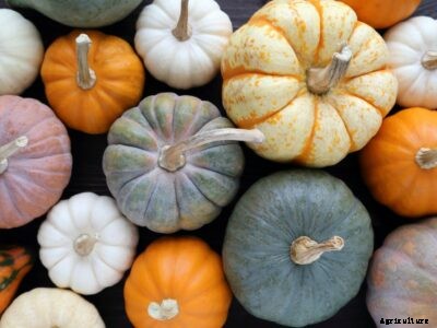 10 Most Unique Pumpkins – Unusual Types Of Pumpkins To Try