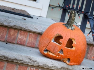 Old Pumpkin Uses: Creative Ways For Getting Rid Of Pumpkins