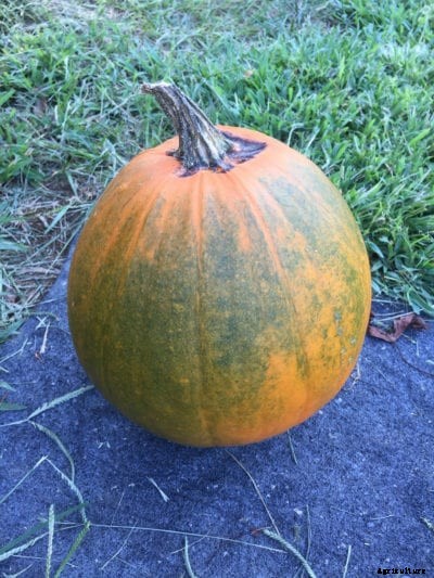 Pumpkin Mosaic Virus: How To Treat Pumpkins With Mosaic Virus