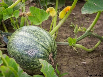 Unripe Pumpkin Eating – Are Green Pumpkins Edible