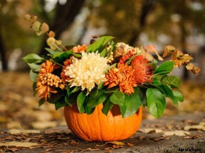 Preserving Carved Pumpkins: Making Pumpkin Planters Last Longer