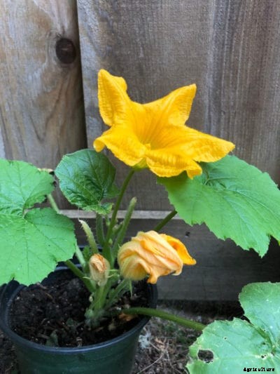 Container Grown Pumpkins – How To Grow Pumpkins In Pots