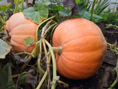 Raised Bed Pumpkins – Growing Pumpkins In A Raised Bed