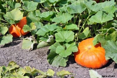 When To Trim A Pumpkin Vine: Tips For Pumpkin Vine Pruning