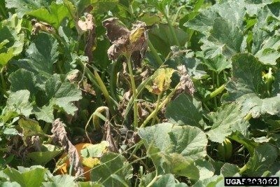 Troubleshooting Pumpkin Plant Wilt: How To Fix Wilting Pumpkin Plants