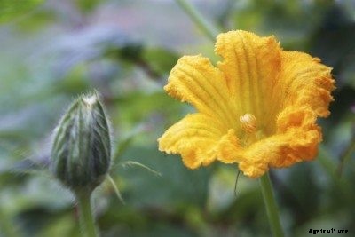 Pollination Of Pumpkin Plants: How To Hand Pollinate Pumpkins