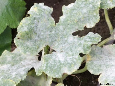 White Pumpkin Leaves: How To Get Rid Of Powdery Mildew On Pumpkins