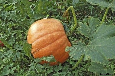Pumpkin Insect Control – Dealing With Pumpkin Insect Pests