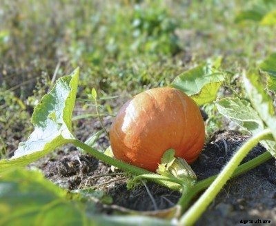 Pumpkin Fertilizer Requirements: Guide To Feeding Pumpkin Plants