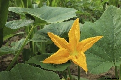Pumpkin Plant Not Producing: Why A Pumpkin Plant Flowers But No Fruit