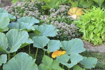 Pumpkin Growing Companions: Learn About Companion Planting With Pumpkins