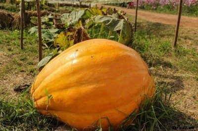 Milk Fed Pumpkins: Learn How To Grow A Giant Pumpkin With Milk