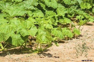 Getting Pumpkin Blossoms – Why A Pumpkin Plant Is Not Flowering