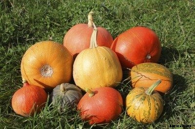 Common Pumpkin Varieties: Best Pumpkin Varieties And Types For Growing