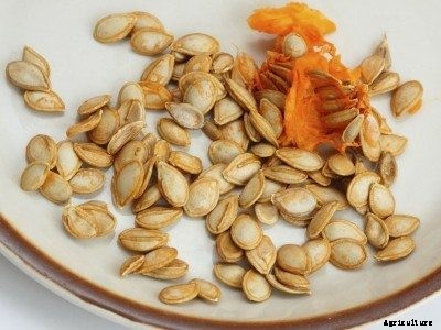 Pumpkin Seeds Nutrition: How To Harvest Pumpkin Seeds To Eat