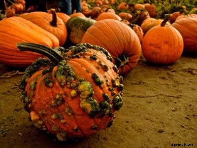 Bumpy Pumpkin Fruit: Find Out What Causes Warts On Pumpkins